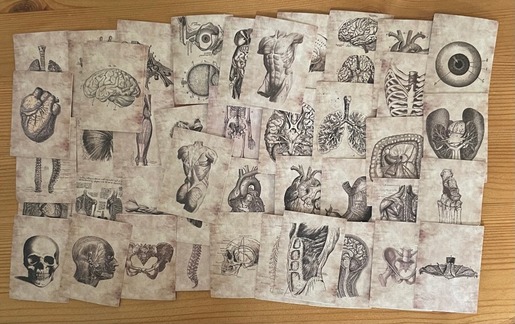 Skelet, lichamelijk anatomie stickers, Verzenden, Nieuw