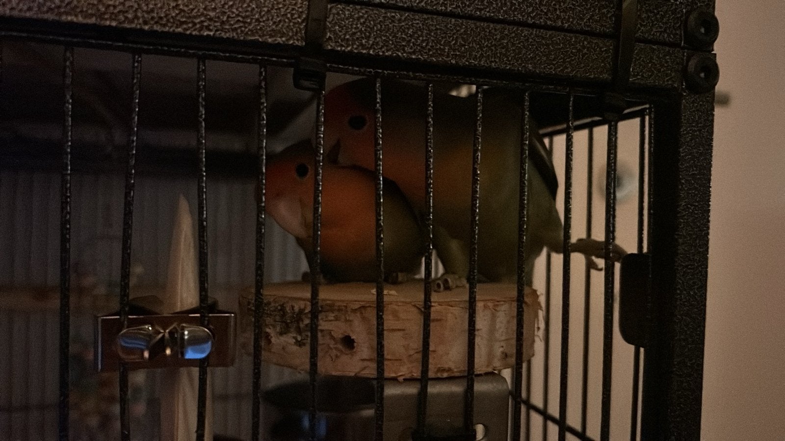 2 lovebirdjes, Vrouwelijk