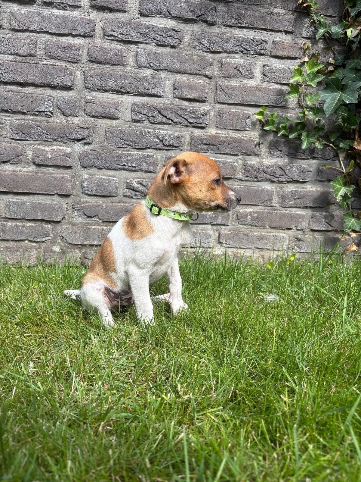Boerenfox boefje zoekt een lief baasje!, Reu, 8 tot 15 weken, Eén hond, Middel