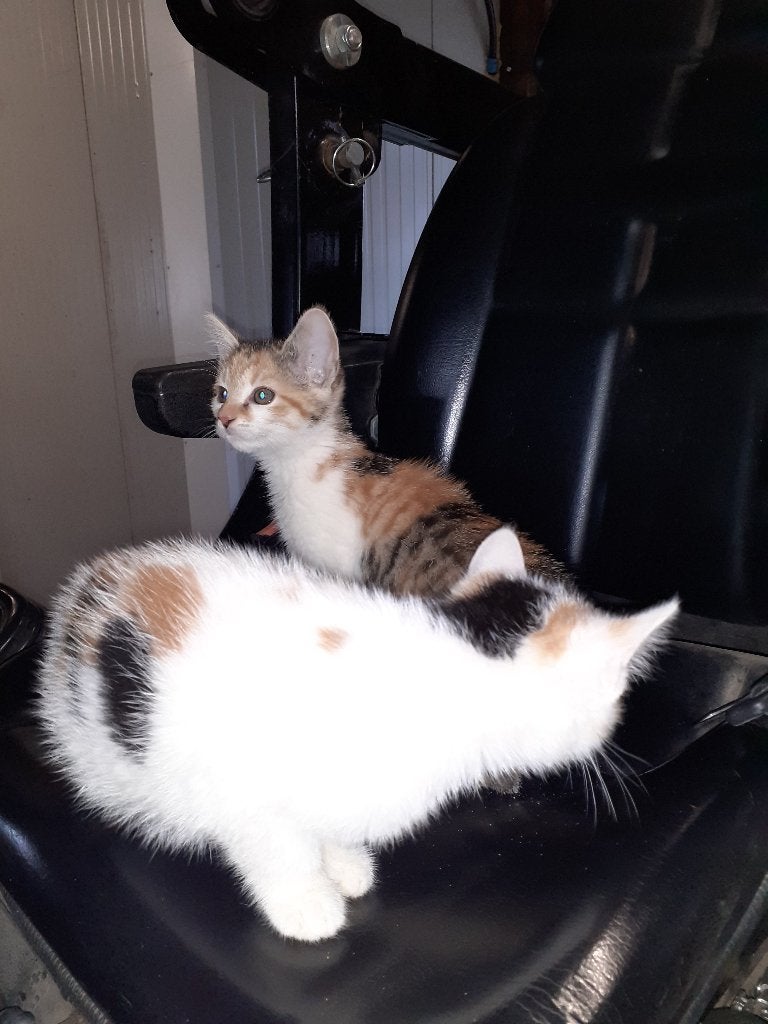 Lieve boerderij kittens., Dieren en Toebehoren, Meerdere dieren, Kortharig, 0 tot 2 jaar