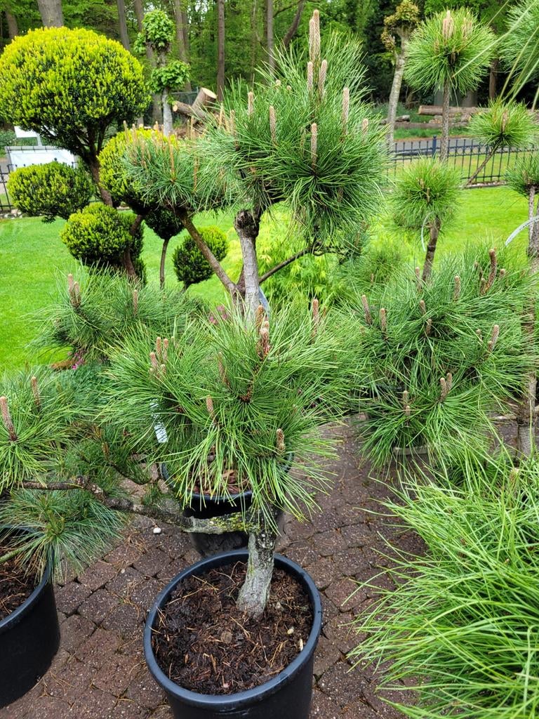 Pinus Nigra Bonsai Pon Pon - Japanse Zwarte Den  Planten | Tuinplanten   Marktplaats