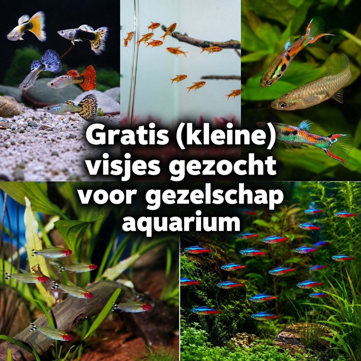 visjes gezocht, Dieren en Toebehoren, Vis, Zoetwatervis