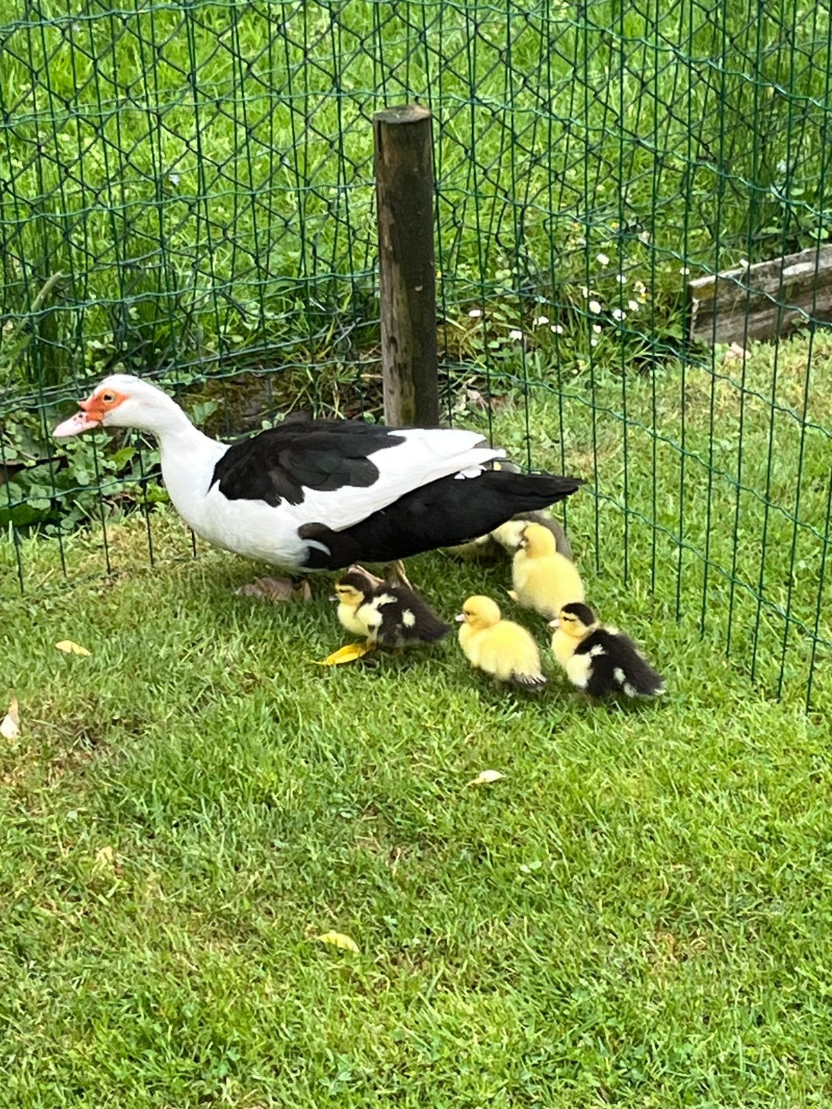 Eendenkuikens kuikens muskuseend eenden, Geslacht onbekend