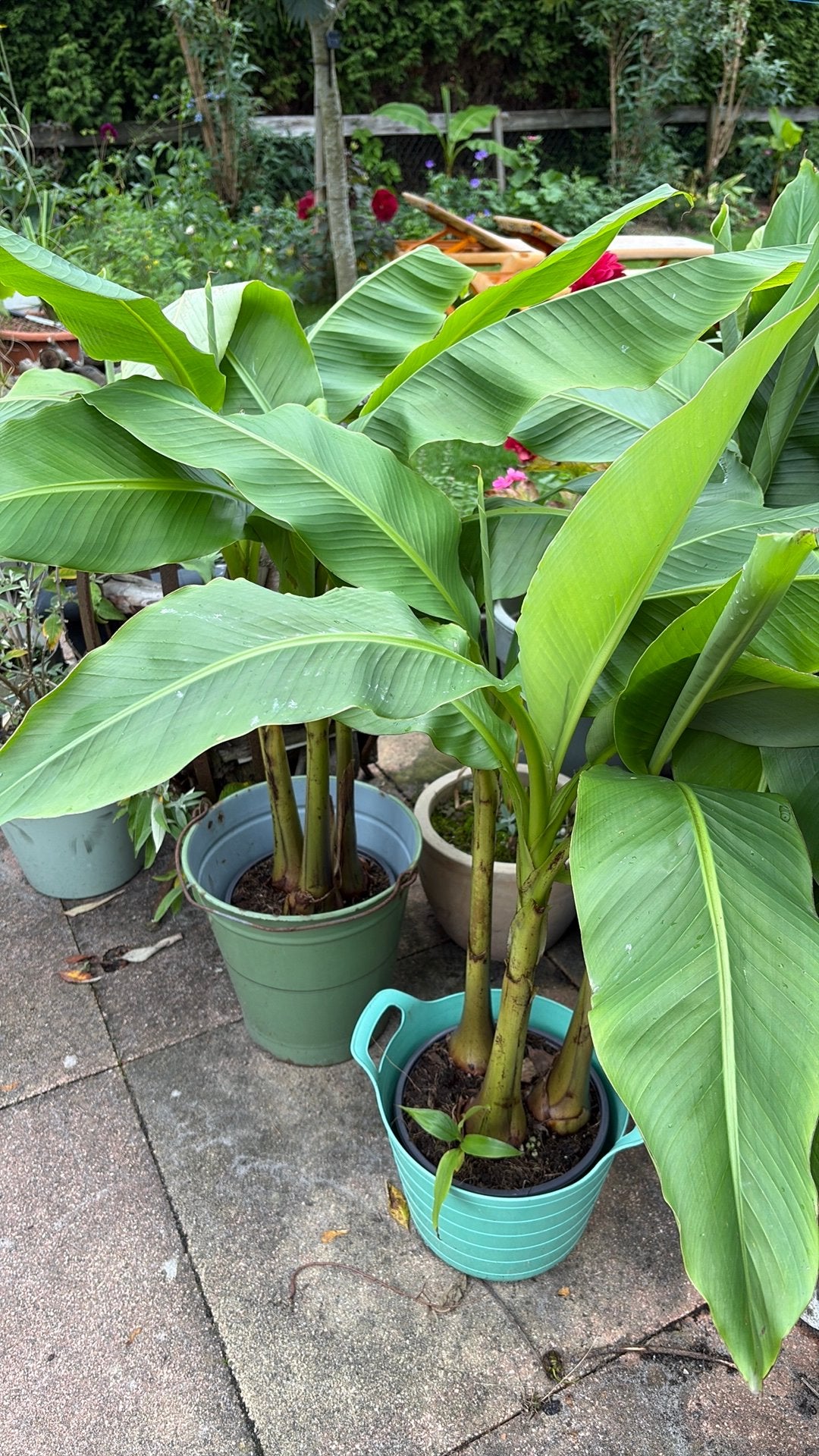 Musa basjoo, Ophalen, Overige soorten, Volle zon