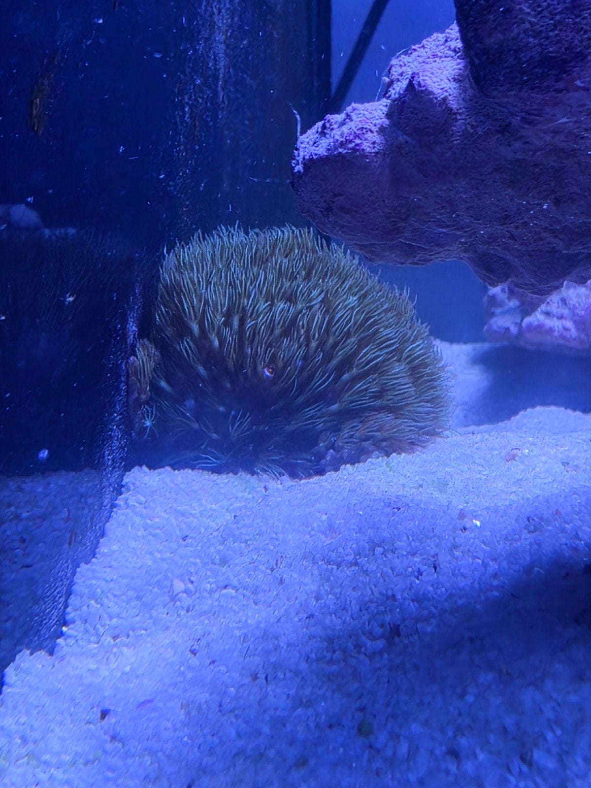 Blue Marine Reef 160 Complete Zeeaquarium + Veel Extra's, Dieren en Toebehoren, Ophalen, Gevuld zeewateraquarium