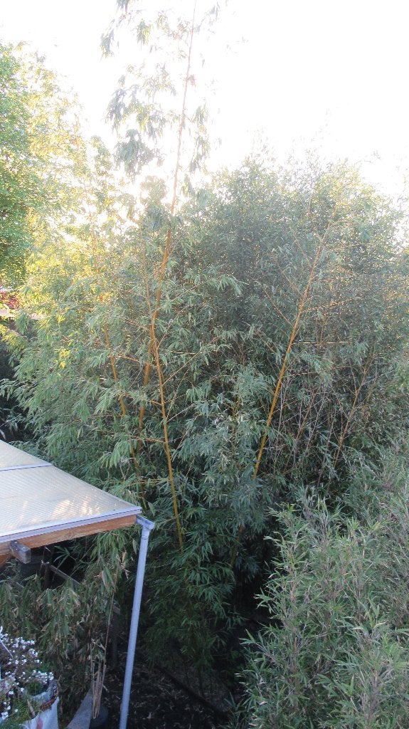 Bamboeplanten in verschillende maten en soorten, Ophalen, Volle zon, Vaste plant, Siergrassen