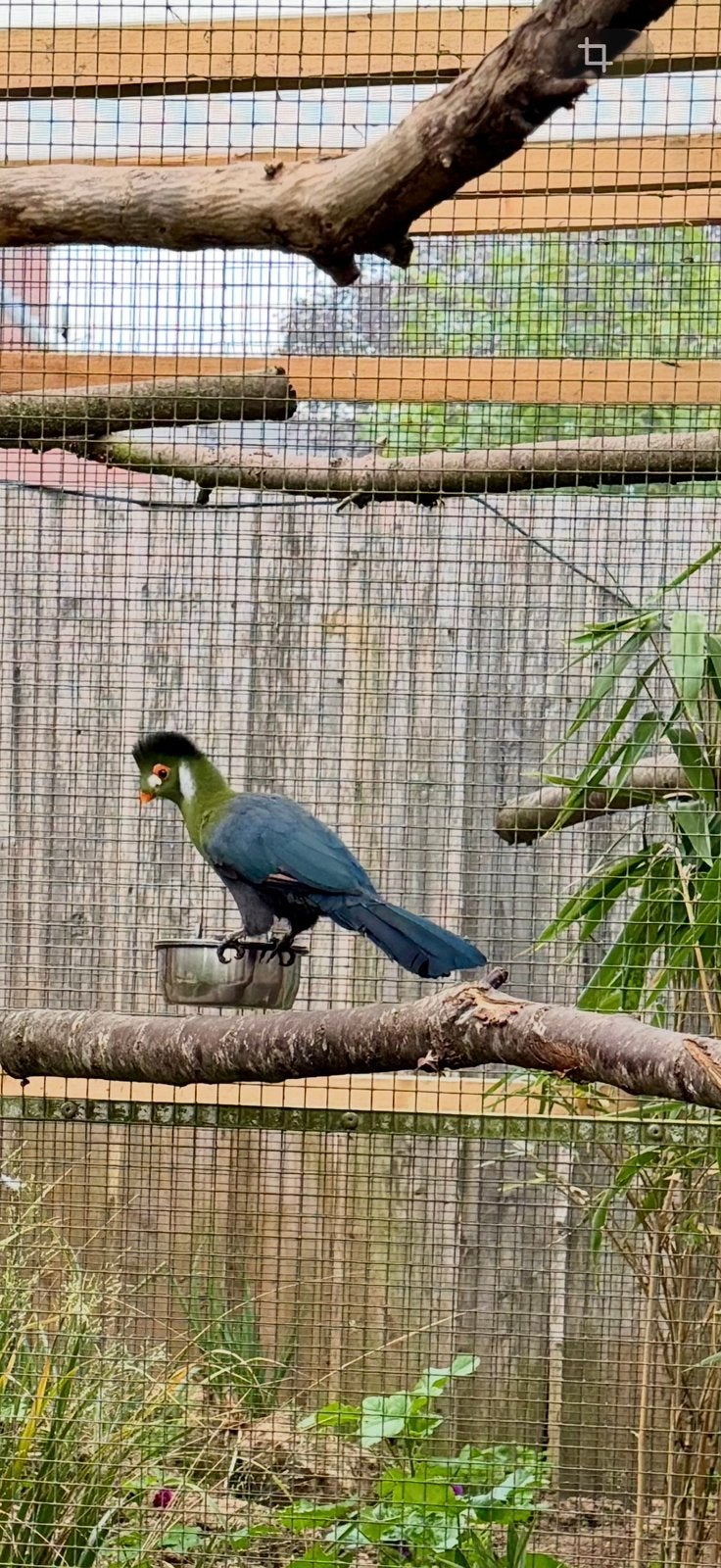 kweekkoppel witwangtoerako's, Meerdere dieren