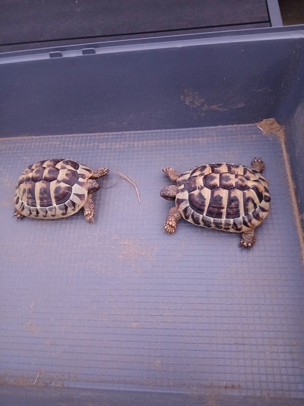 Griekse Landschildpad, 4 jaar oud