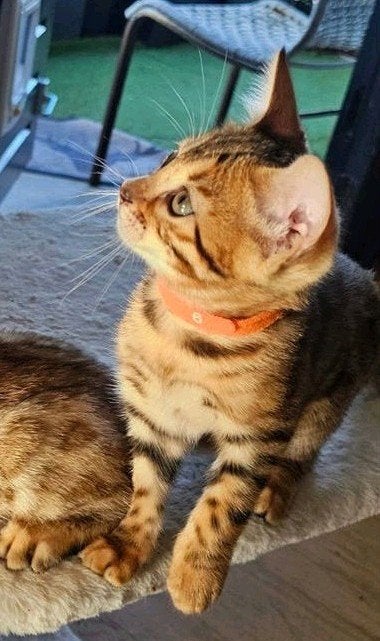 ☆Top ras☆ Bengaalse kitten met stamboom, Meerdere dieren, Met stamboom