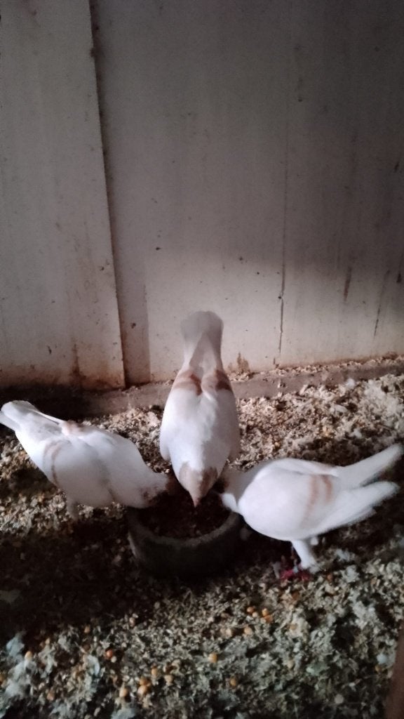 duiven te koop, Dieren en Toebehoren, Meerdere dieren, Overige soorten