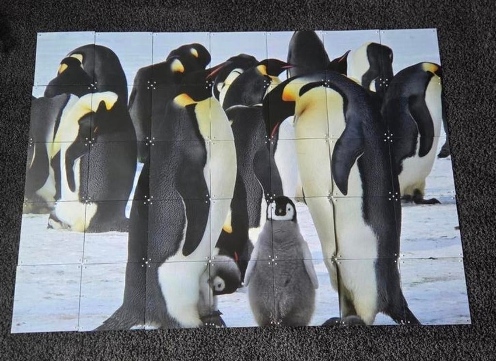 Pinguïn Poster/Wanddecoratie, Gebruikt, Verzenden, 125 cm of meer, Foto of Poster