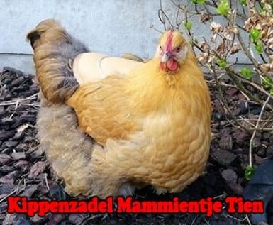 Kippenzadel / Dekje op Maat - Echt Leer - Mammientje Tien, Vrouwelijk, Kip