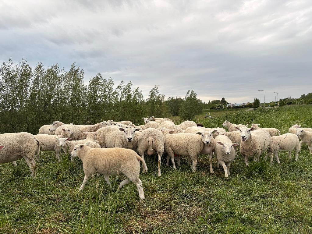 30x stamboek swifter dekrammen, Dieren en Toebehoren, Mannelijk, Schaap, 0 tot 2 jaar