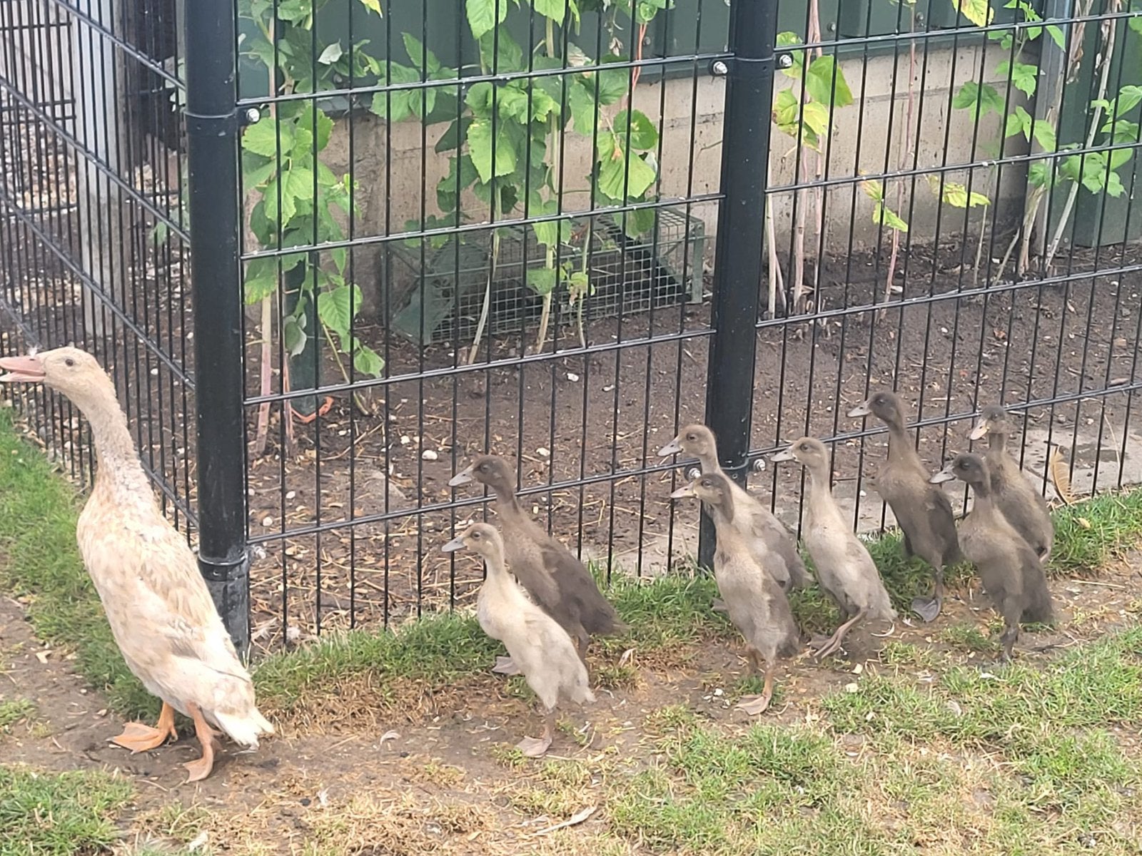 Loopeendjes, Dieren en Toebehoren, Meerdere dieren, Kip