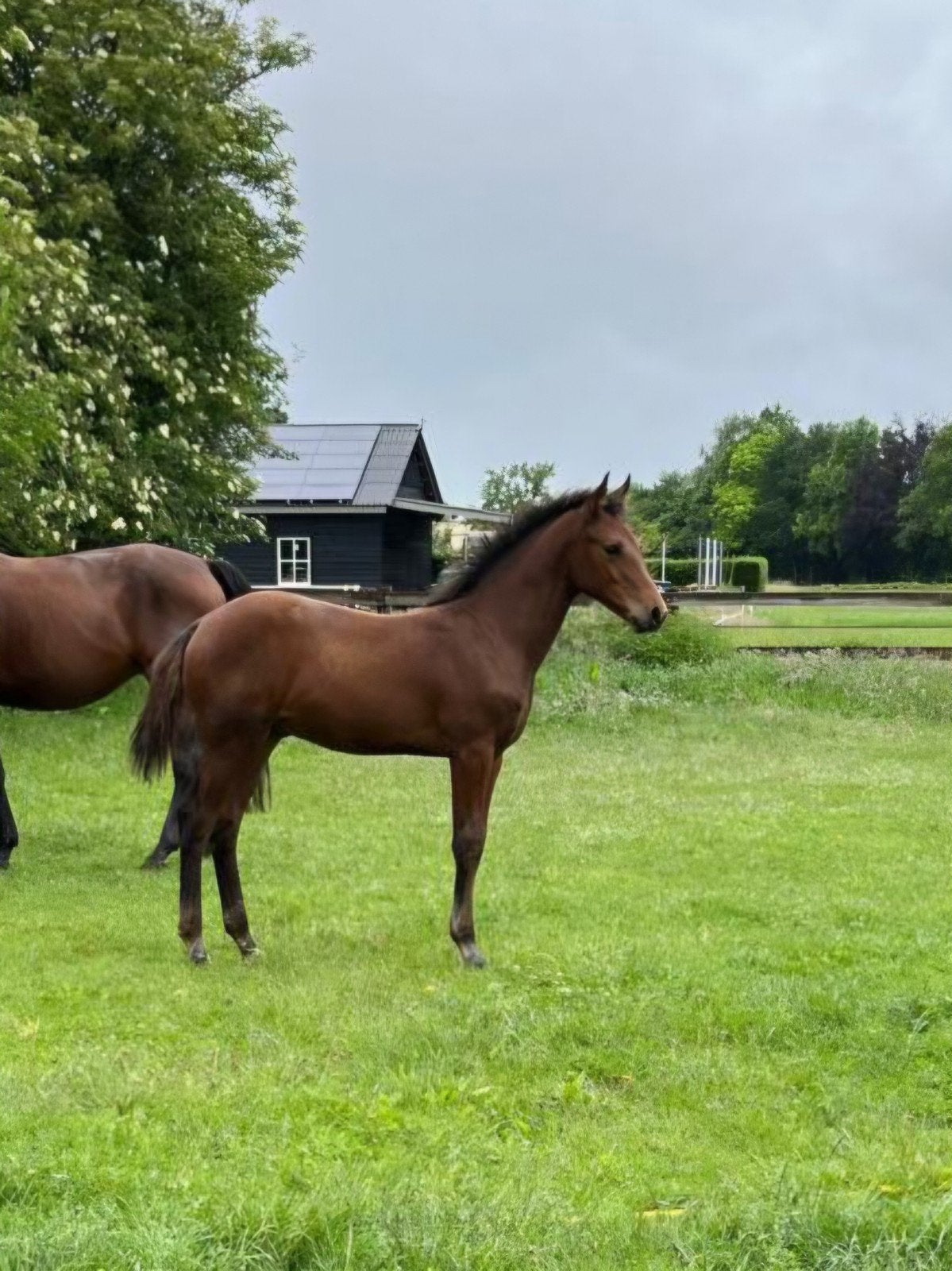 Te koop: Mooi en braaf hengstveulen van Corydon van T&L, Springpaard, Minder dan 160 cm, Met stamboom, Niet van toepassing