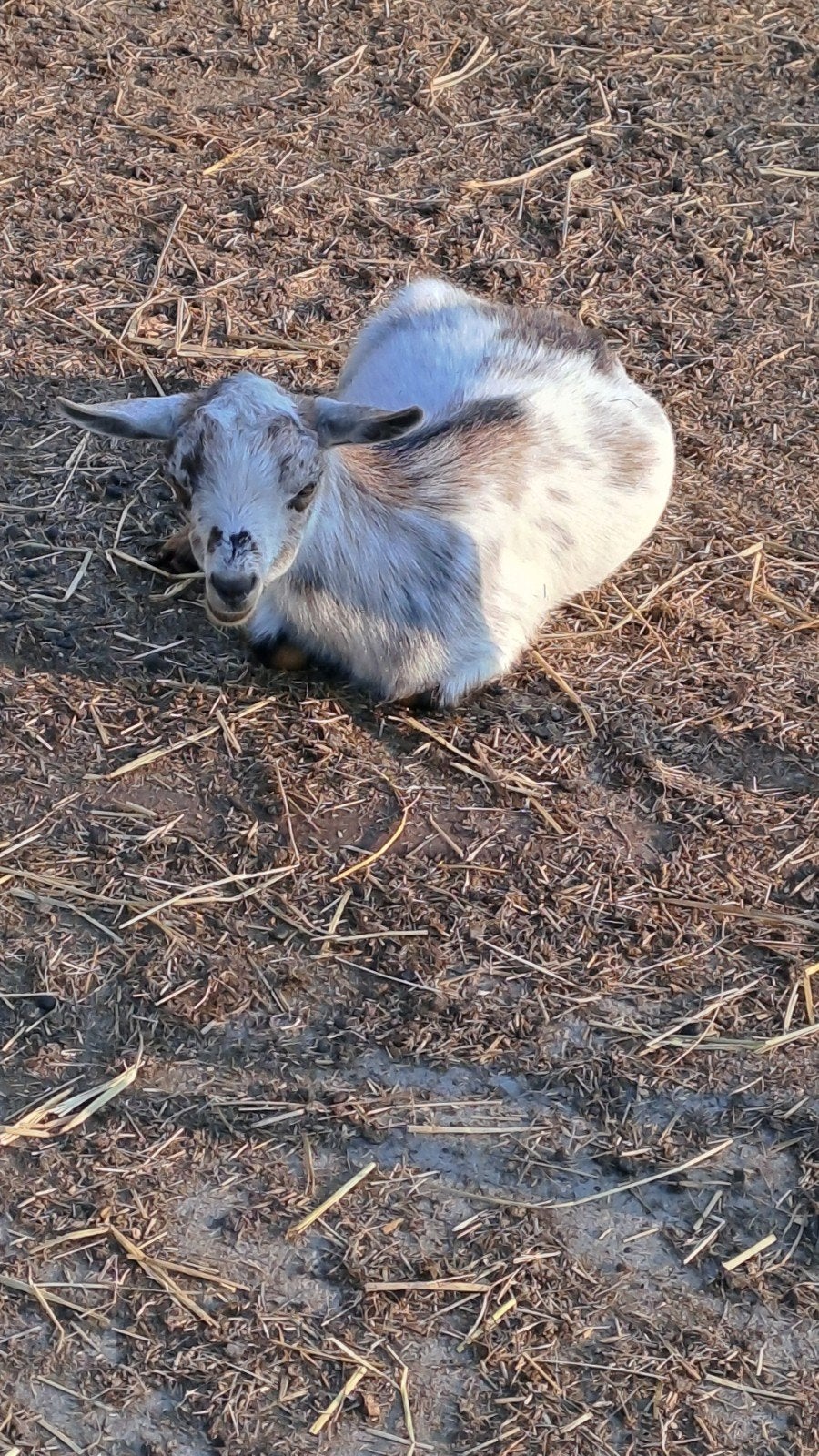 Geitenbok, Dieren en Toebehoren, Mannelijk, Geit, 0 tot 2 jaar