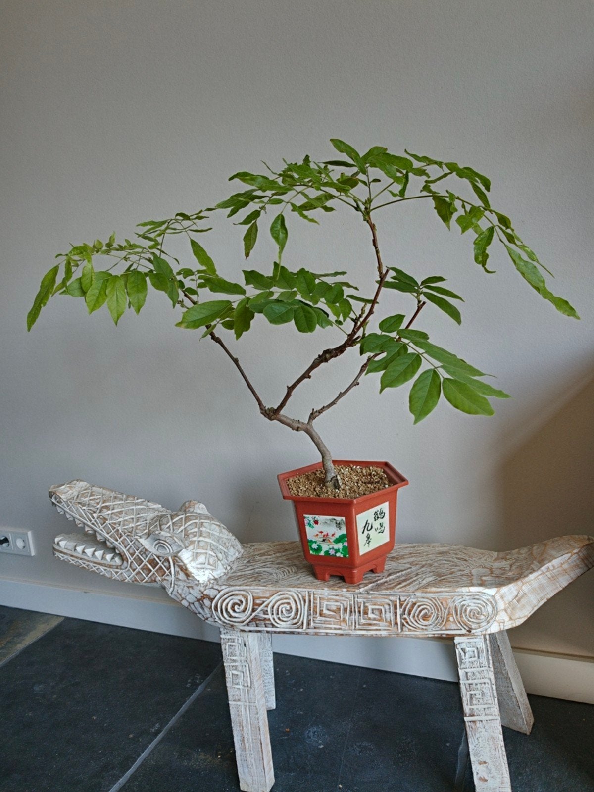 Wisteria Floribunda Bonsai (Japan), Tuin en Terras, Planten | Bomen, Ophalen, Bloeit niet, Halfschaduw, Overige soorten