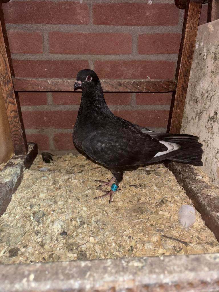 2 jongen tuimelaar duiven - gezond & actief, Meerdere dieren, Tuimelaar of Roller
