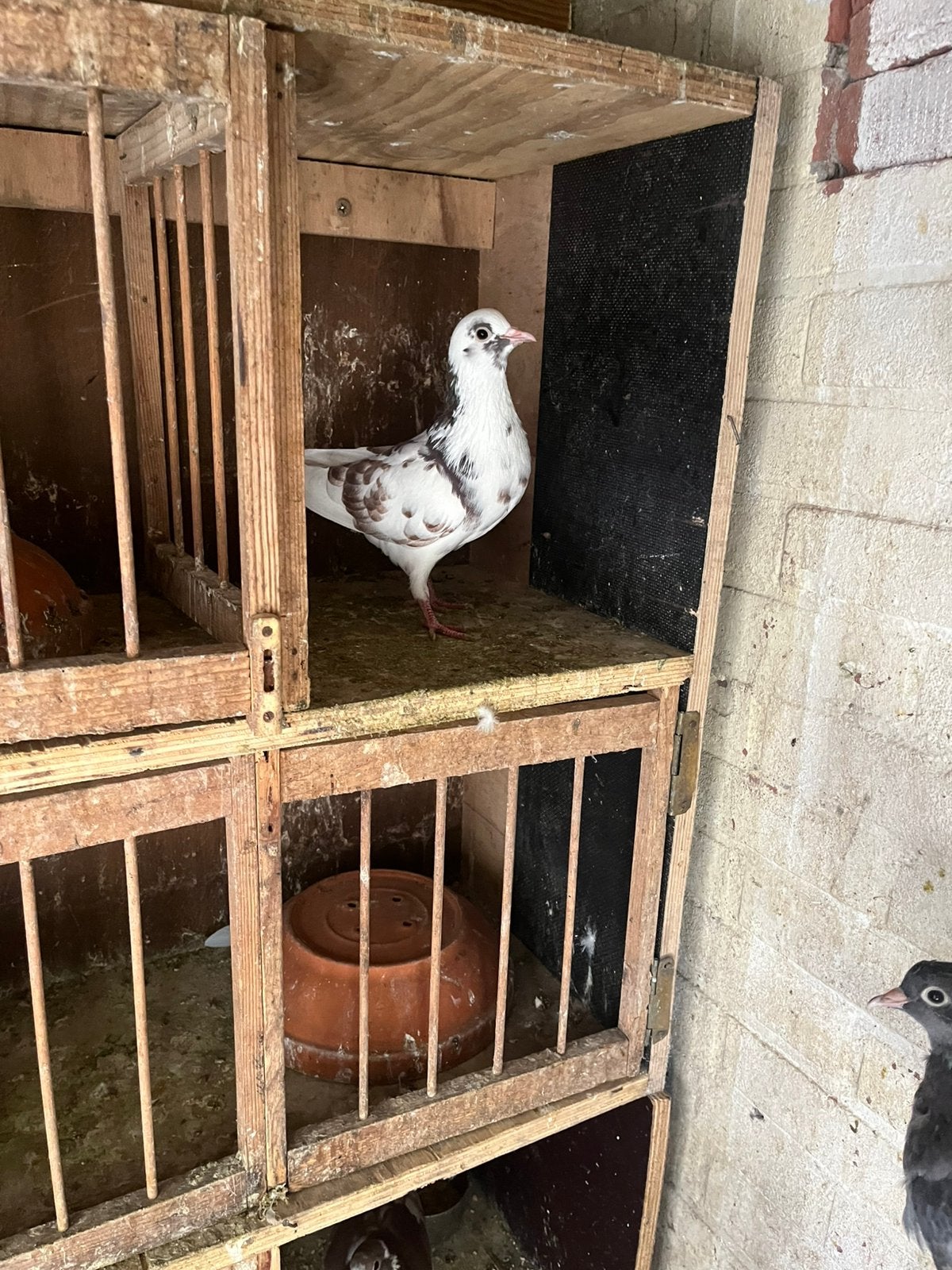 Kumru ( fluitduiven, Dieren en Toebehoren, Mannelijk
