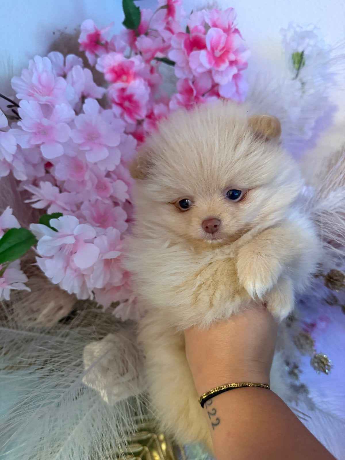 Pomeriaan pup, Parvo, 8 tot 15 weken, Meerdere, Meerdere dieren