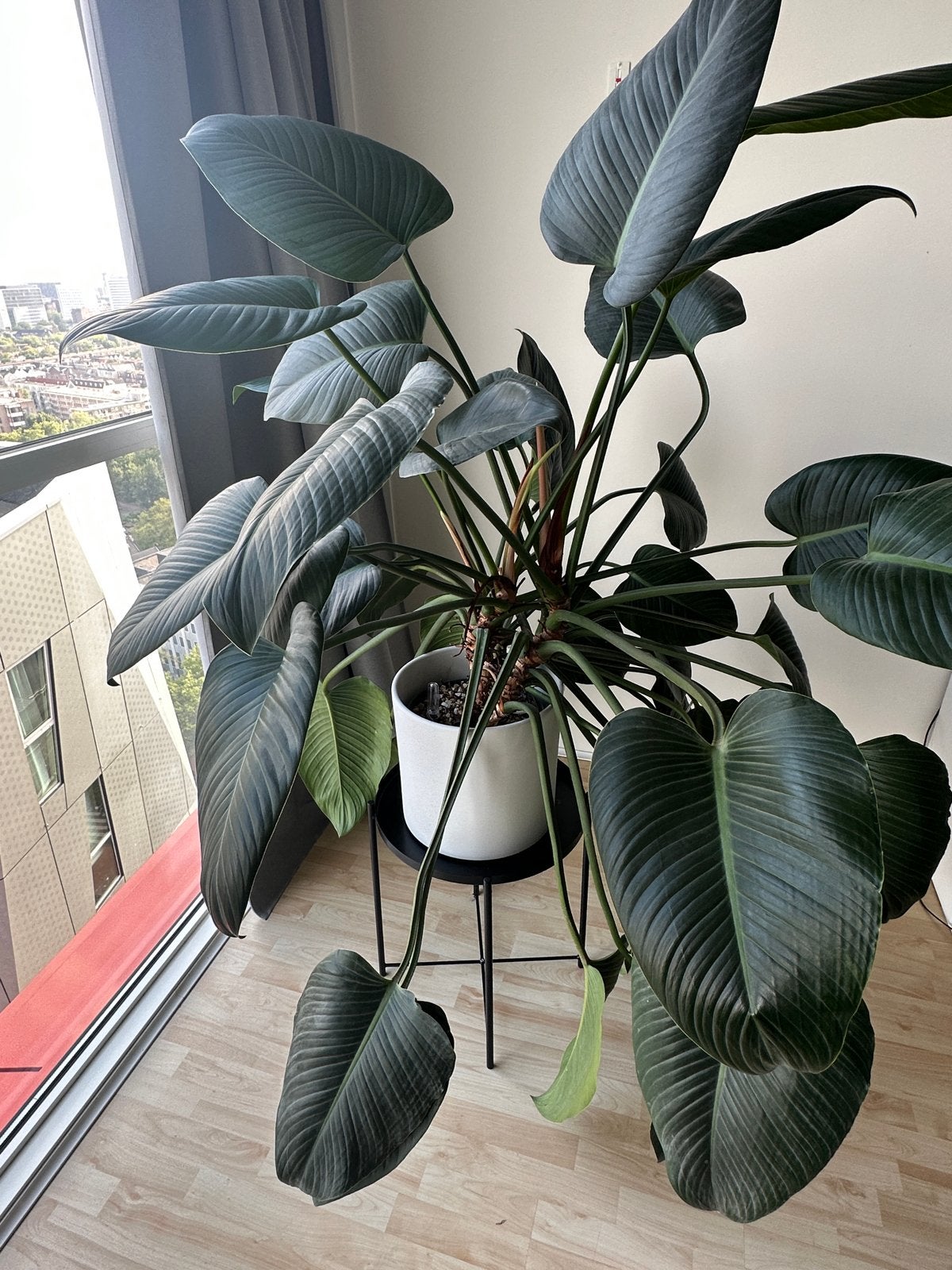 Grote Philodendron Green Beauty - 130 cm hoog, Ø32 pot, Ophalen, 100 tot 150 cm, Overige soorten, Halfschaduw
