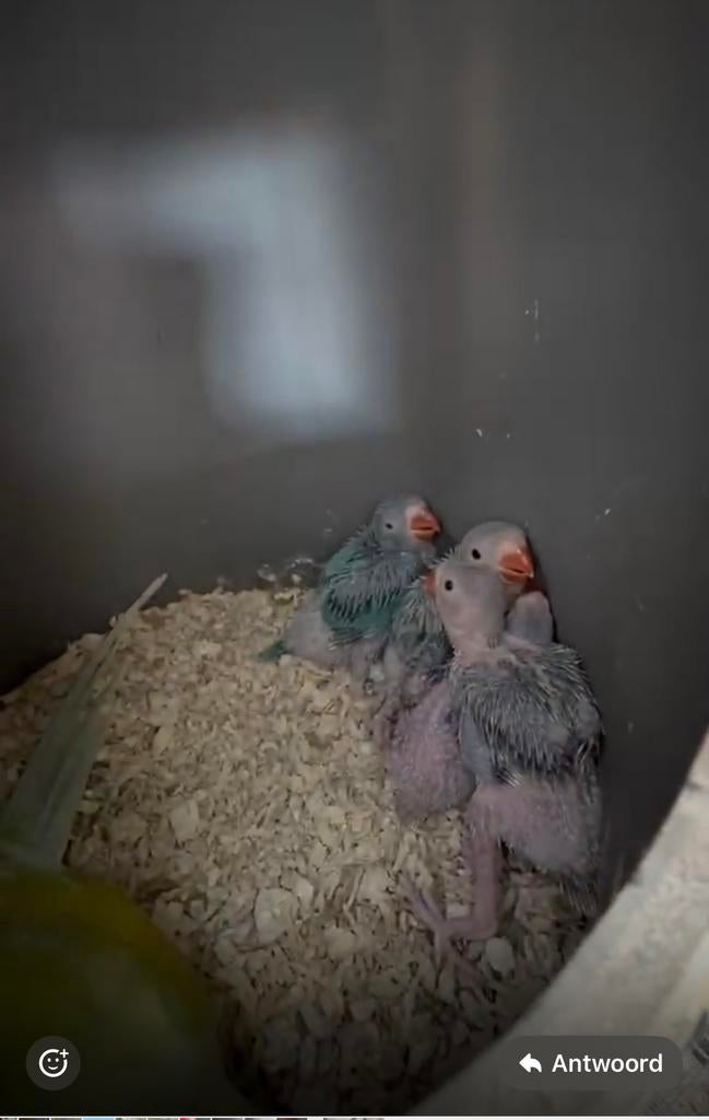 Jonge halsband parkieten, Dieren en Toebehoren, Meerdere dieren, Overige soorten