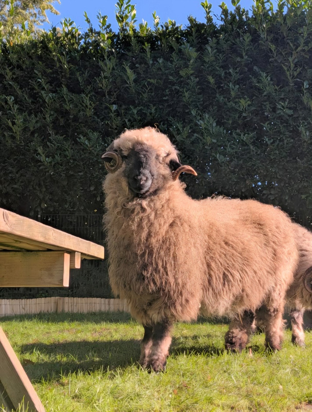 walliser schwarznase schaap ooi SPOED, Dieren en Toebehoren