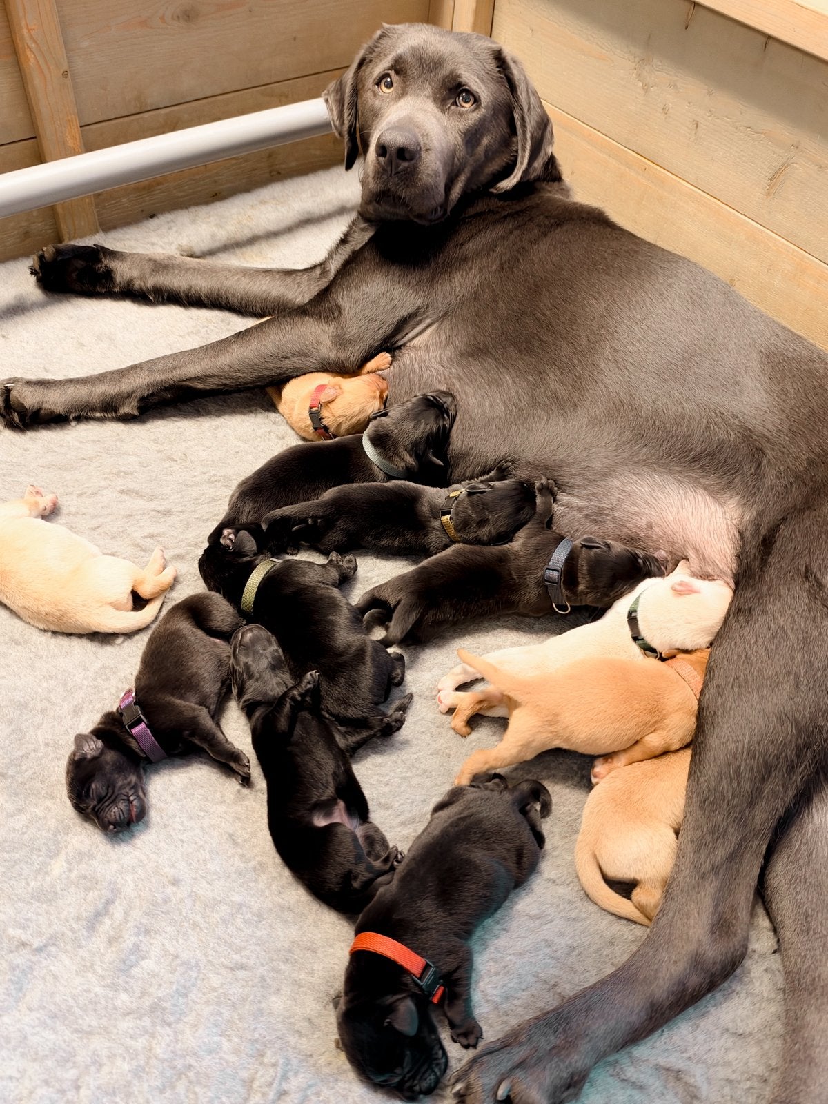 Prachtige field trail labrador pups geboren, Dieren en Toebehoren, 8 tot 15 weken, Labrador retriever, CDV (hondenziekte), Meerdere