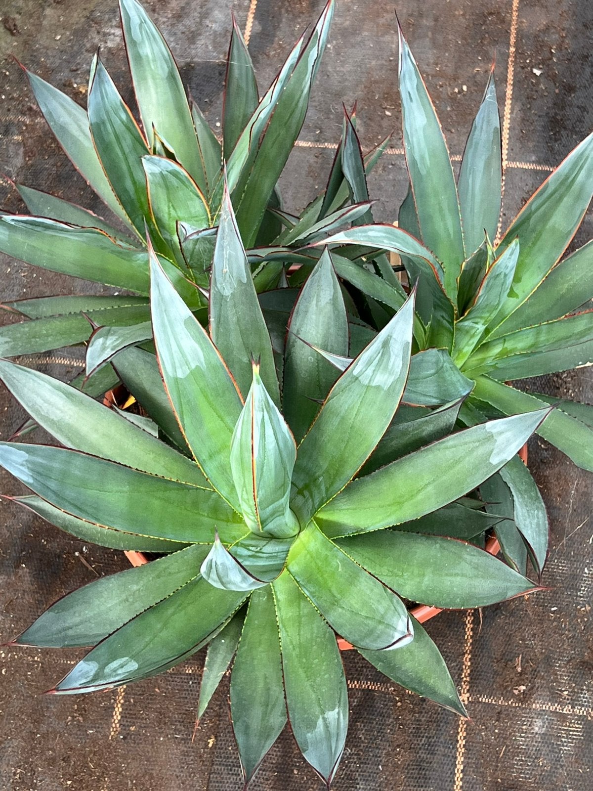 3 in 1 agave shaka zulu, Ophalen, Bloeit niet, Overige soorten, Volle zon