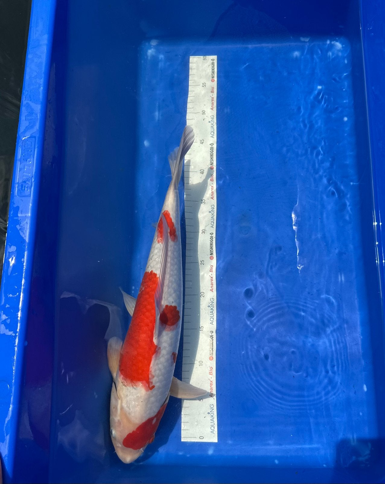 Japanse koi kohaku Marusei, Dieren en Toebehoren, Karper of Koi