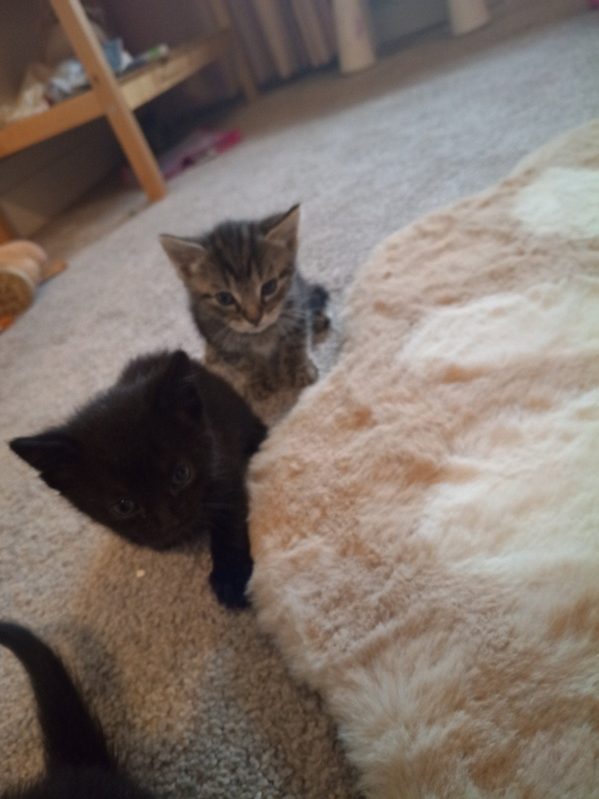 Kittens