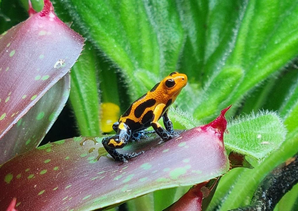 Gifkikkers Frog - unknown for sale from Hulshof