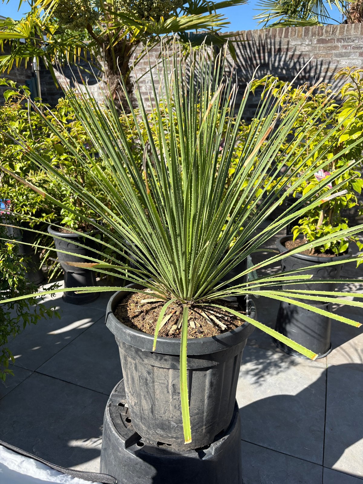 Diverse schitterende woestijn planten in pot aangeboden!!, Volle zon, Vaste plant, Zomer, Ophalen
