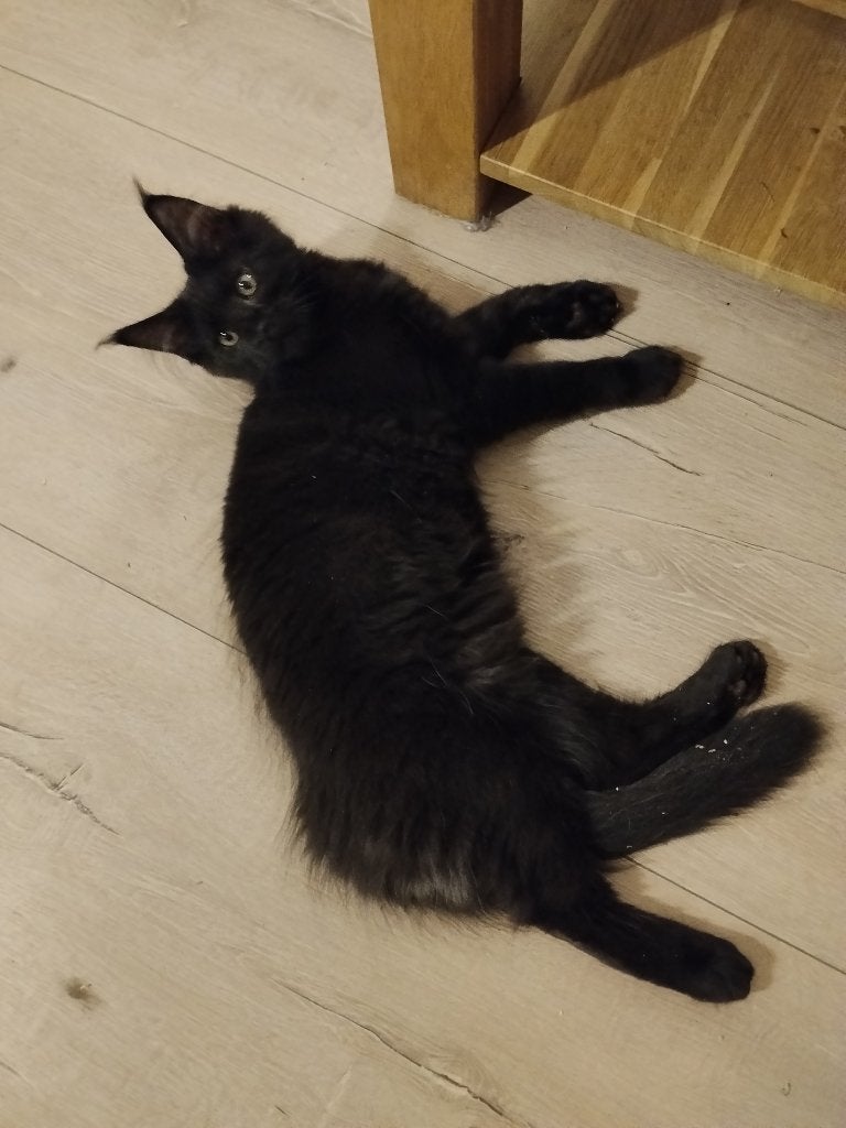 Russische Maine Coon kittens met stamboom, Meerdere dieren, Met stamboom