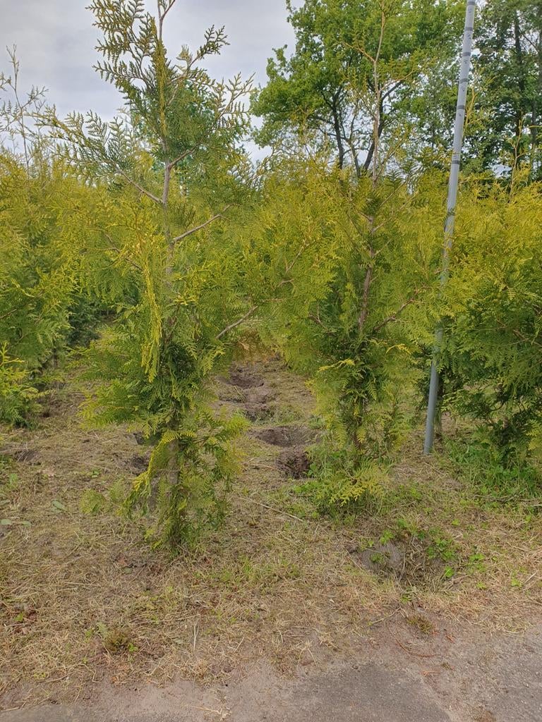 Thuja brabant, Bloeit niet, Halfschaduw, 100 tot 250 cm, Overige soorten