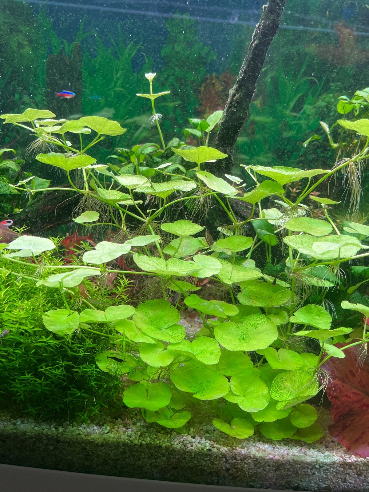 Aquarium plant, Dieren en Toebehoren, Ophalen of Verzenden, Nieuw, Plant(en), Steen of Hout