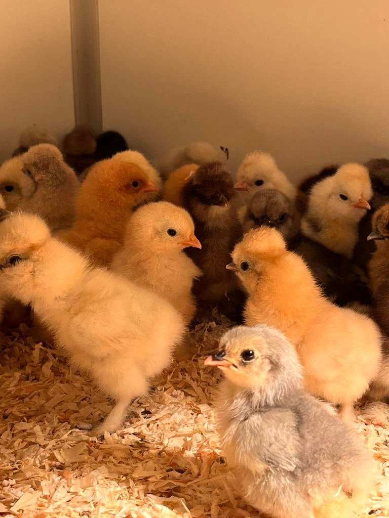 Usa zijdehoen kuikensCloaca gesekst en geent, Dieren en Toebehoren, Pluimvee, Vrouwelijk, Kip