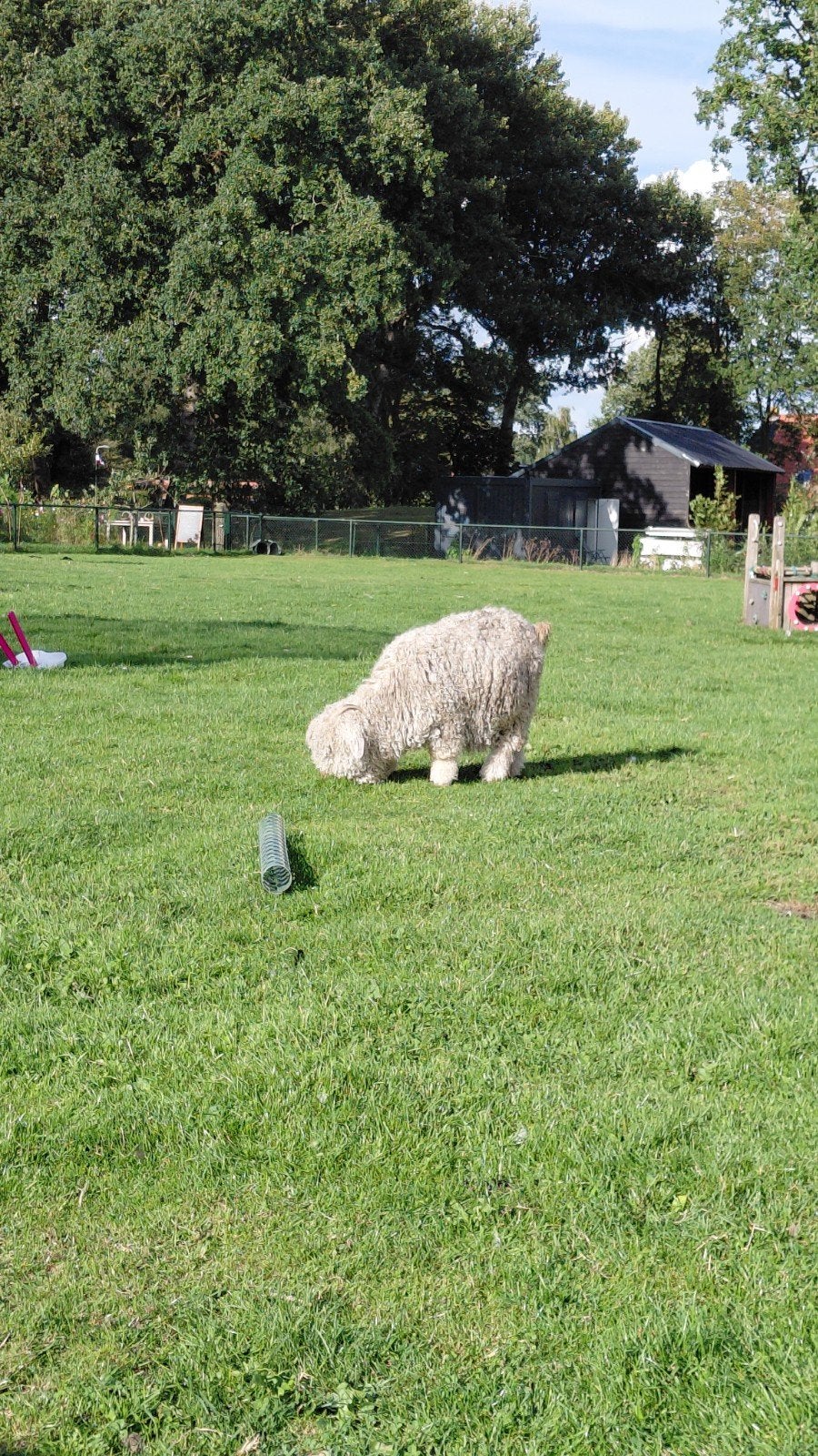 koppel Angora geiten, Meerdere dieren, Geit, 0 tot 2 jaar