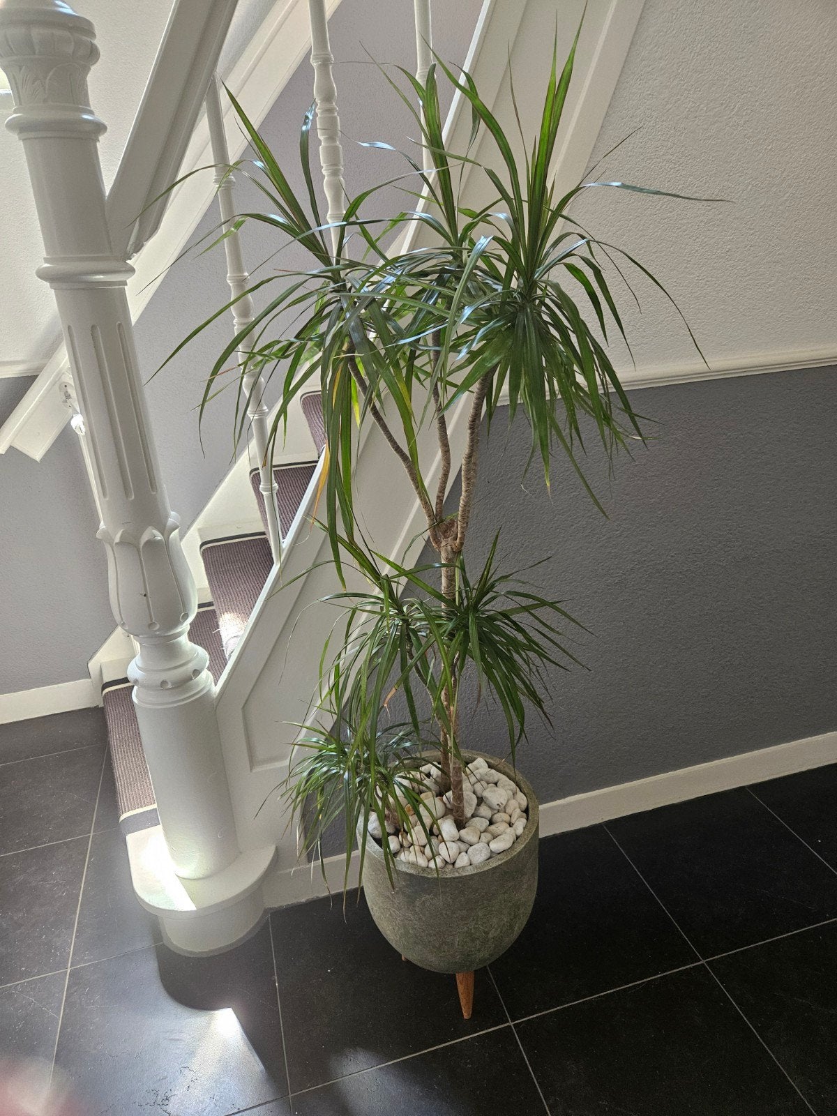 Grote Dracaena plant van 1,5m inclusief pot, Ophalen, Palm, In pot, 150 tot 200 cm