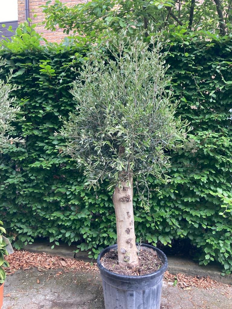 Olijfboom (Olea europaea) in pot 180 cm dikke stam, Tuin en Terras, Planten | Bomen, Ophalen of Verzenden