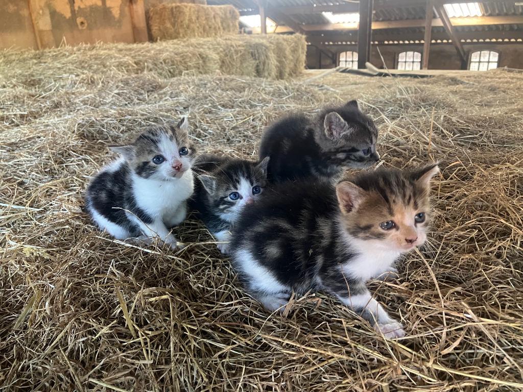 boerderij kittens, Dieren en Toebehoren, Meerdere dieren