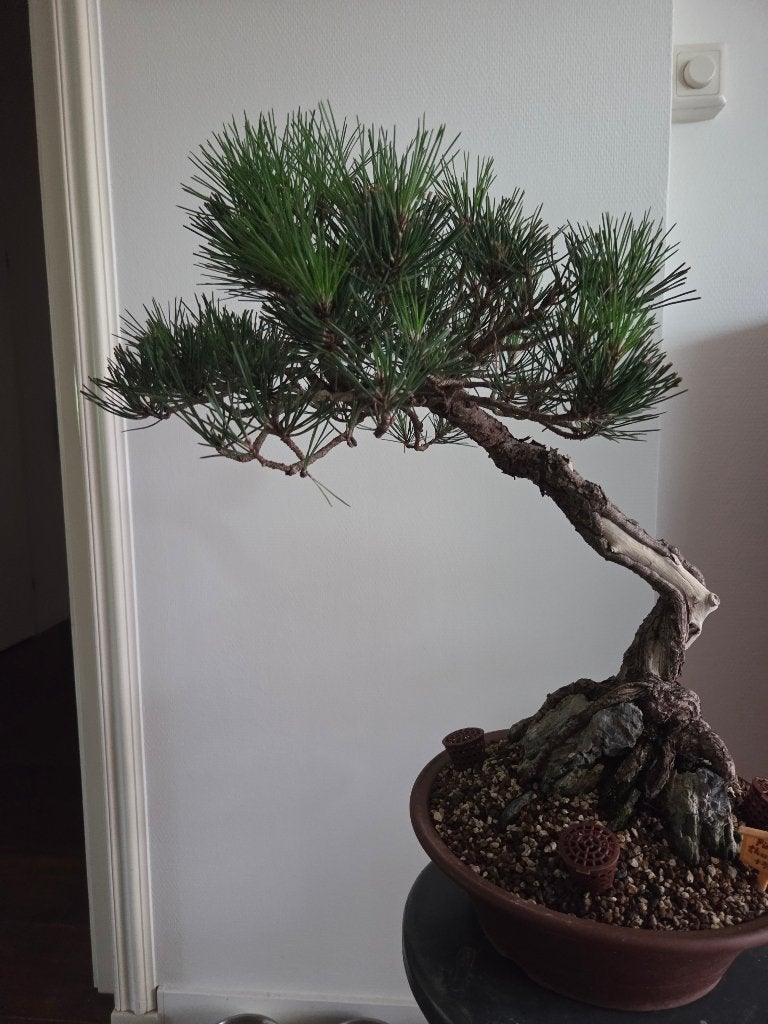 Bonsai Pinus, Tuin en Terras, Bloeit niet, Halfschaduw, Overige soorten, Minder dan 100 cm