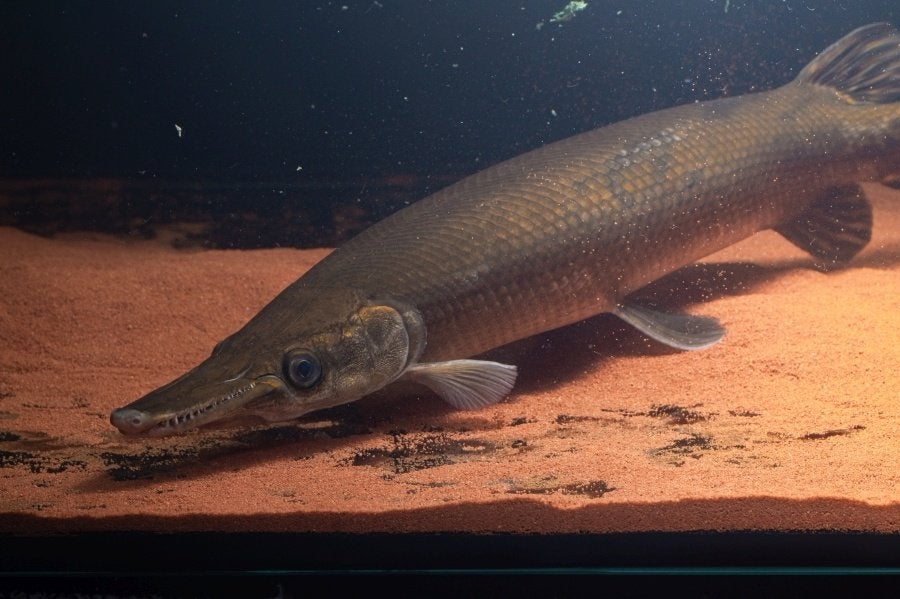 Atractosteus tristoechus - Cuban Gar 48cm, Dieren en Toebehoren, Vissen | Aquariumvissen, Vis, Zoetwatervis