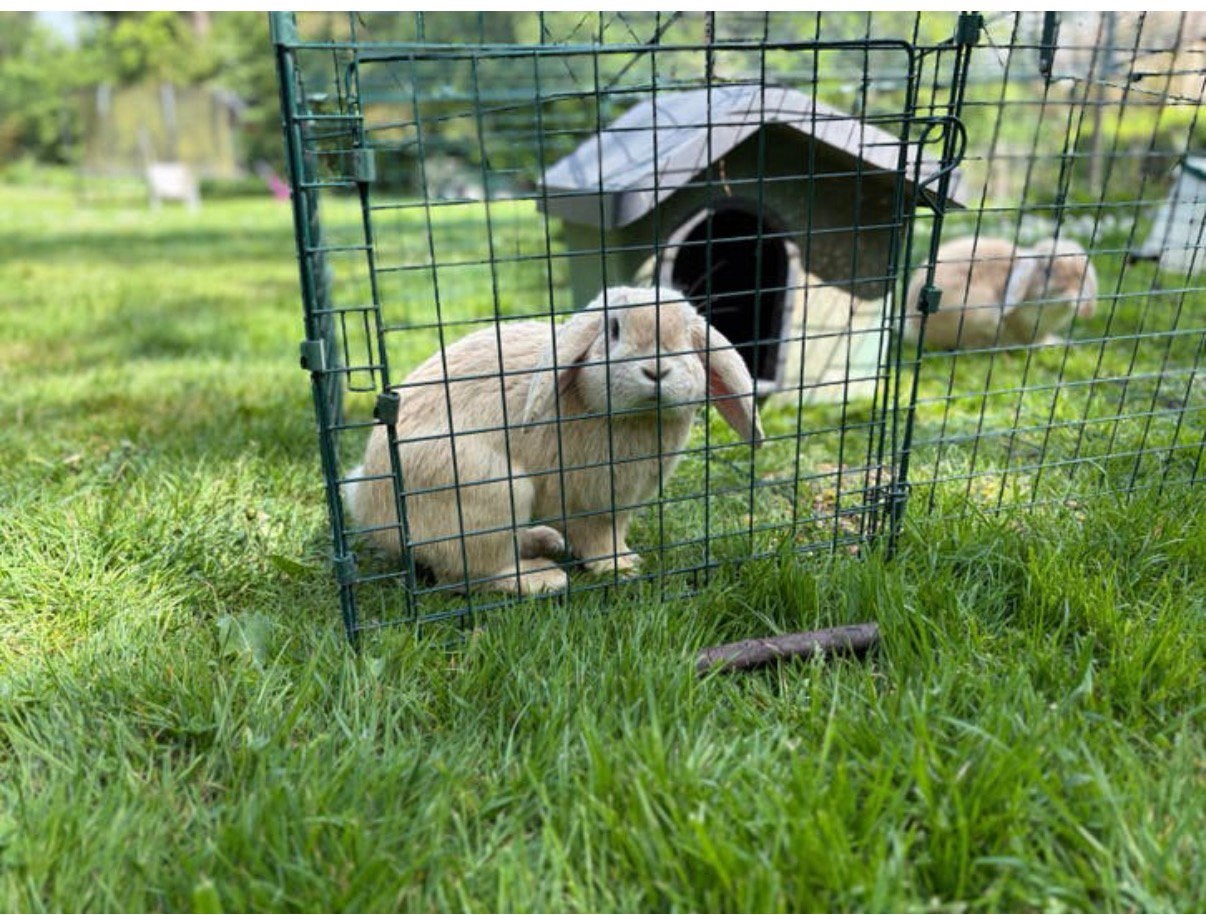 Lieve hangoor konijntjes, Meerdere dieren, Middelgroot, Hangoor, 0 tot 2 jaar