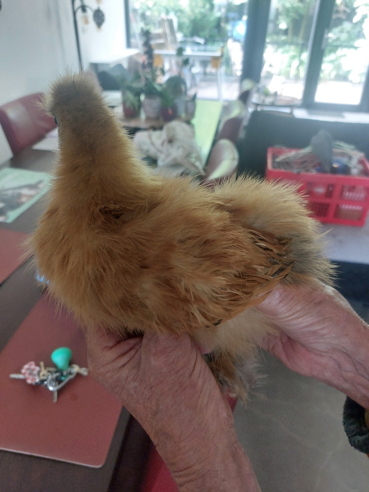 zijdehoentje kriel haantje gratis afhalen, Dieren en Toebehoren, Pluimvee, Mannelijk, Kip
