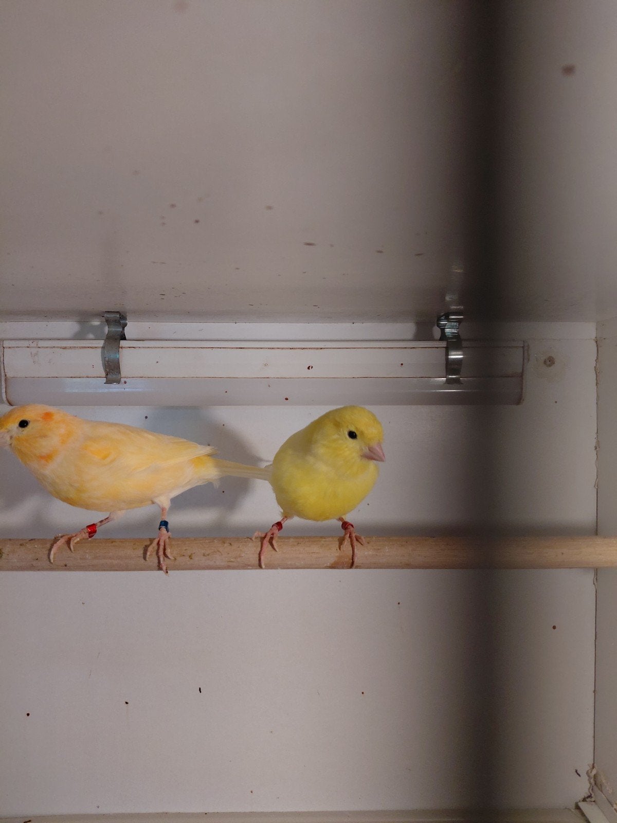 te koop kanaries, Meerdere dieren, Kleurkanarie