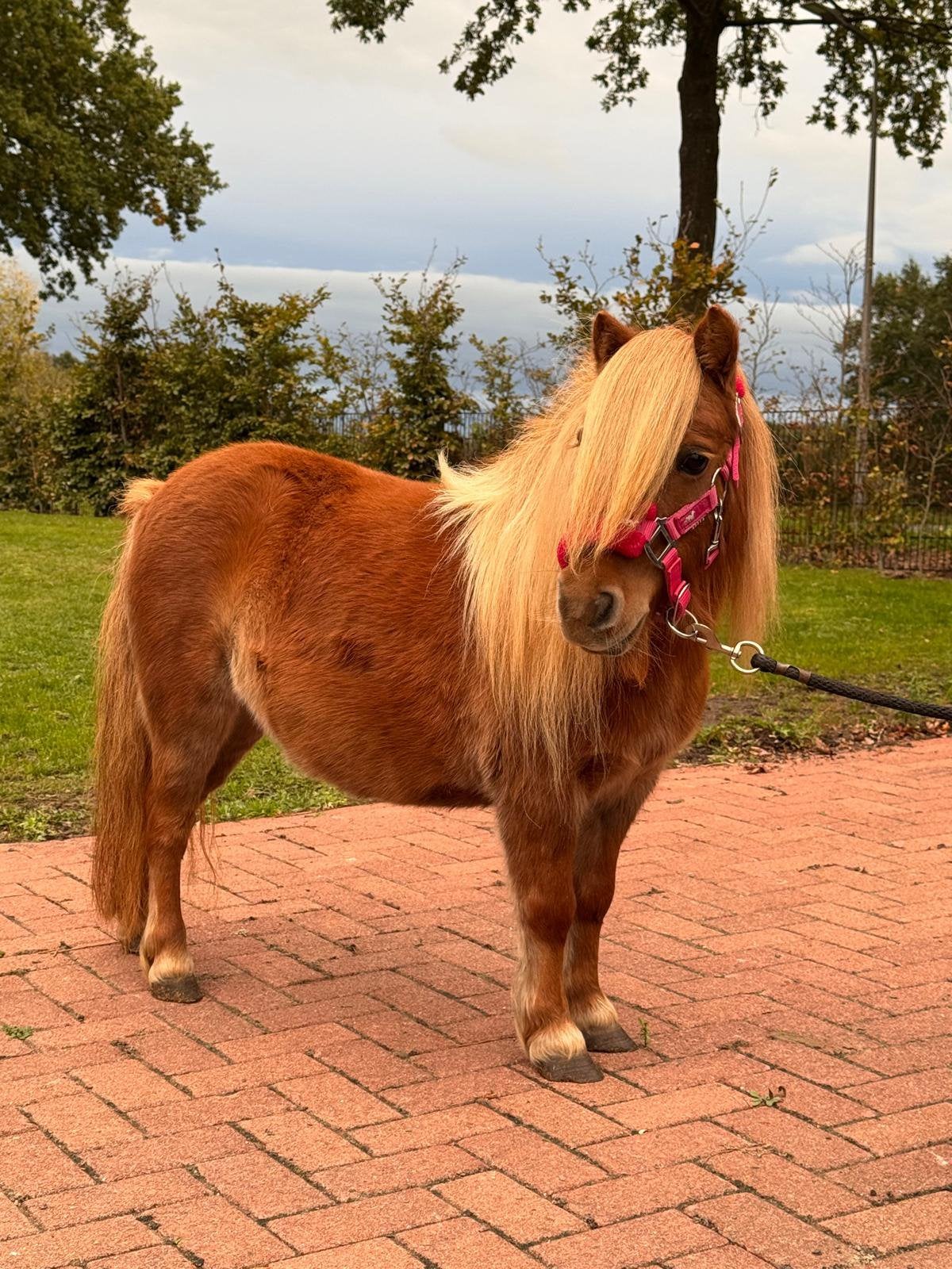 📣Knappe mini merrie🩷, Merrie, Met stamboom, Niet van toepassing, A pony (tot 1.17m)