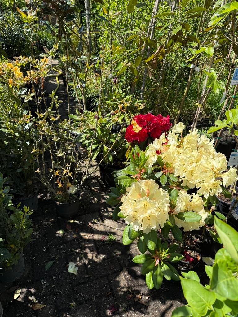5 rhododendrons  zware planten per stuk 15,00 bij 5 pst 10,-, Ophalen, Rhododendron, Struik, Minder dan 100 cm