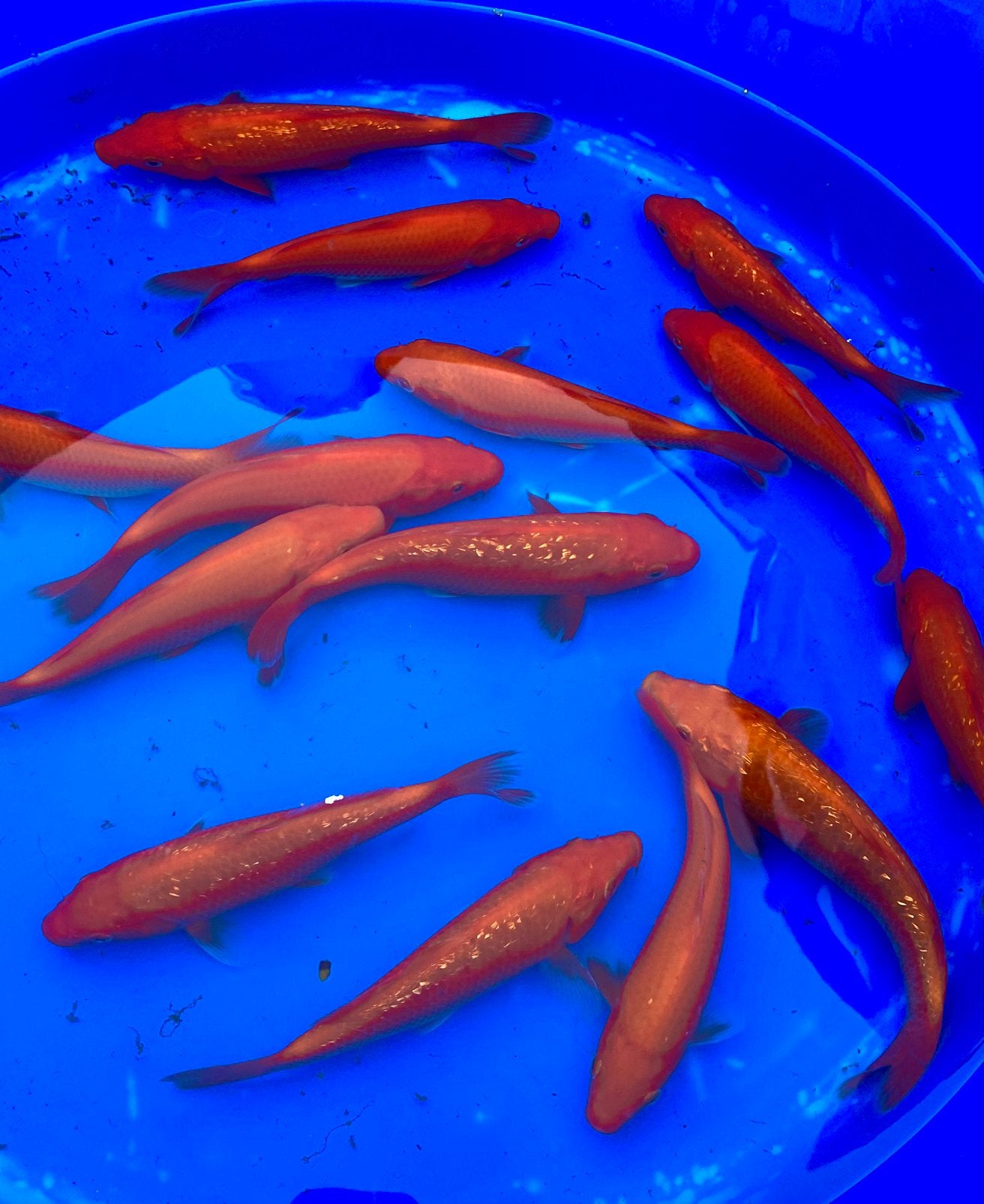 Maruhiro HQ Tosai. Benigoi ginrin/gewoon en Tateshita mix., Dieren en Toebehoren, Vissen | Vijvervissen, Karper of Koi