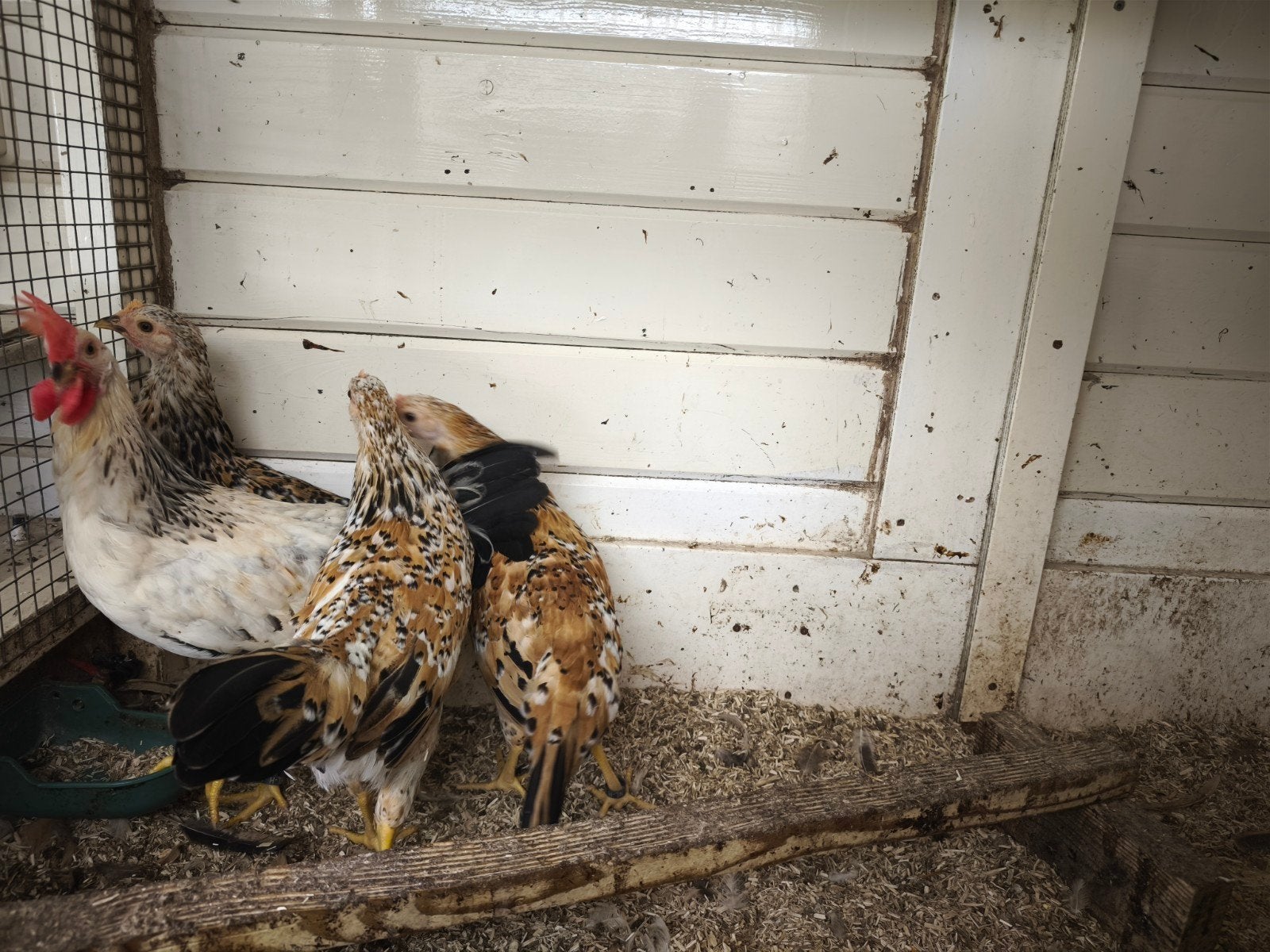 Leghorn porselein hennen, Dieren en Toebehoren, Pluimvee, Vrouwelijk, Kip